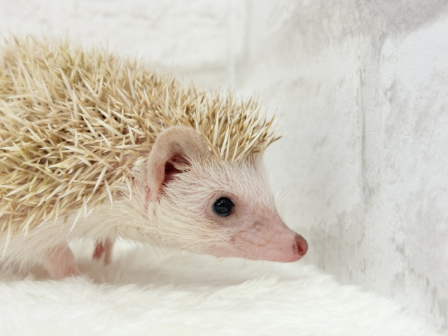 いがくりの中身は好奇心の塊さんっ🦔🪇ハリネズミ(シナモンパイド)女の子 ハリネズミ(ヨツユビハリネズミ)