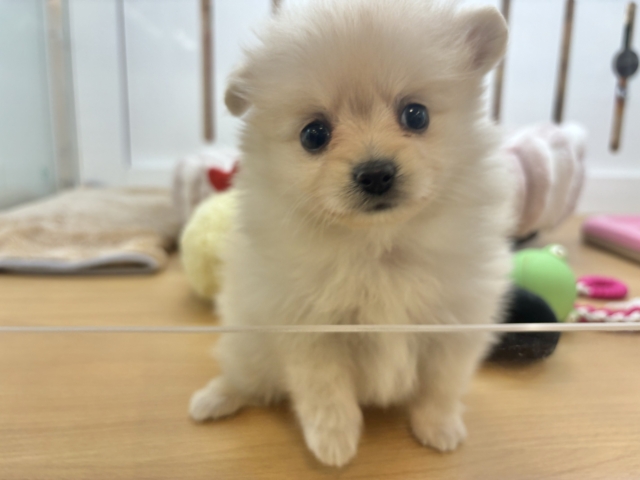 ポメラニアン