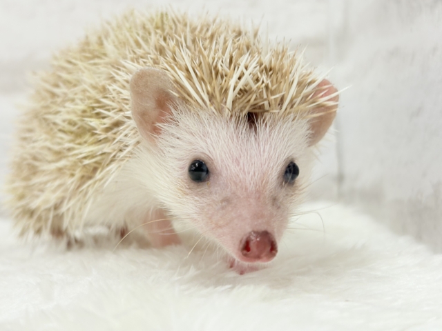 ハリネズミ（ヨツユビハリネズミ）