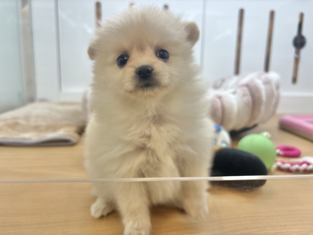 ポメラニアン
