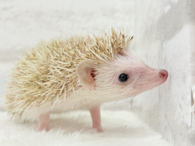 いがくりの中身は好奇心の塊さんっ🦔🪇ハリネズミ(シナモンパイド)女の子 ハリネズミ(ヨツユビハリネズミ)