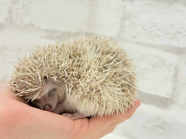 ハリネズミ（ヨツユビハリネズミ）