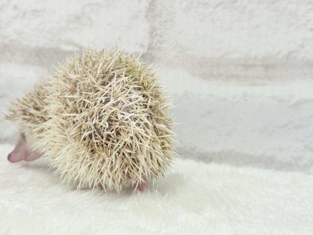 ハリネズミ（ヨツユビハリネズミ）