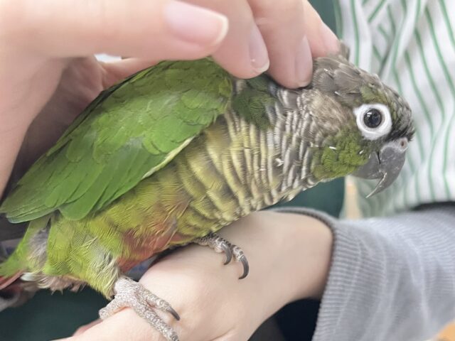 【🆙最新画像あり‼️】モコモコ甘えん坊💓💓 ホオミドリウロコインコ(ノーマル) ホオミドリウロコインコ