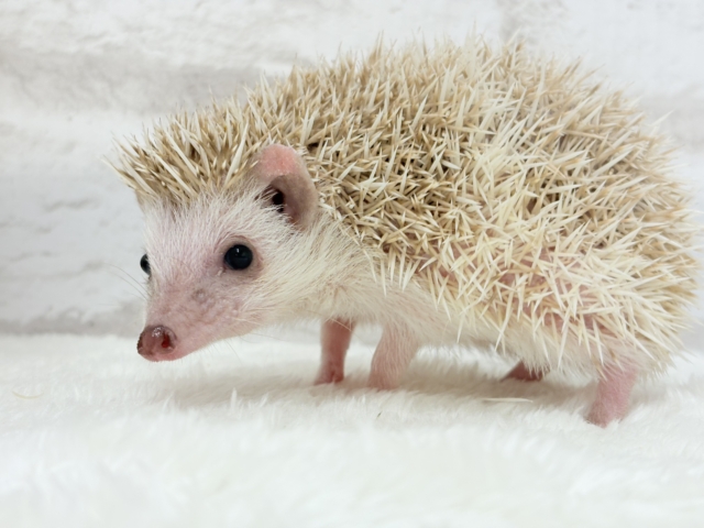 ハリネズミ（ヨツユビハリネズミ）