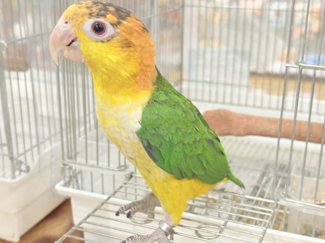 シロハラインコ