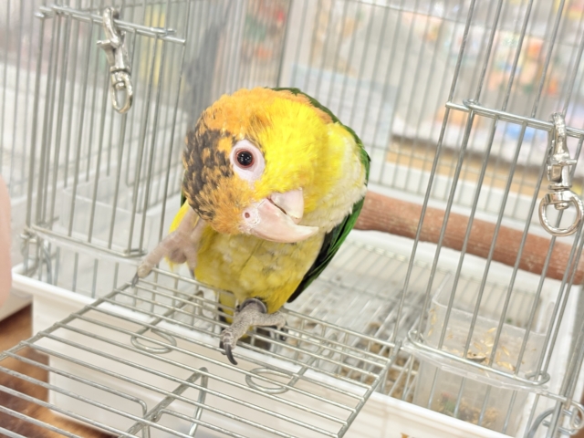 シロハラインコ