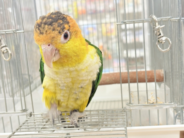 シロハラインコ