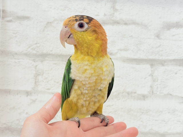 シロハラインコ