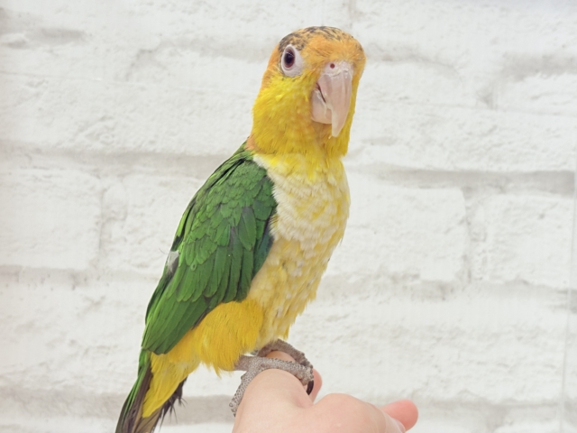 シロハラインコ