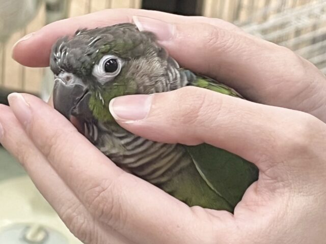 【🆙最新画像あり‼️】モコモコ甘えん坊💓💓 ホオミドリウロコインコ(ノーマル) ホオミドリウロコインコ