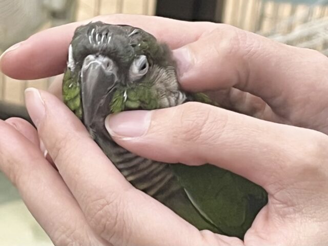 【🆙最新画像あり‼️】モコモコ甘えん坊💓💓 ホオミドリウロコインコ(ノーマル) ホオミドリウロコインコ