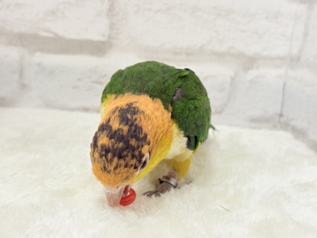 シロハラインコ