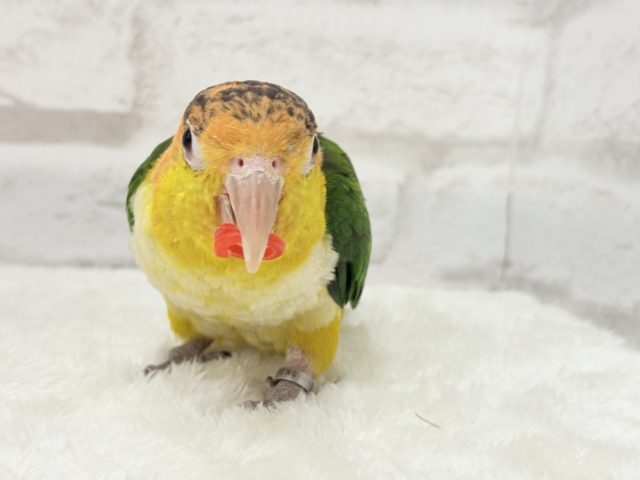 シロハラインコ