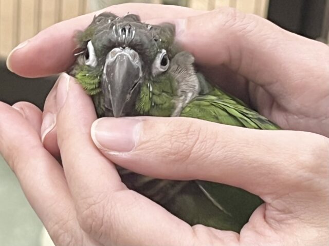 【🆙最新画像あり‼️】モコモコ甘えん坊💓💓 ホオミドリウロコインコ(ノーマル) ホオミドリウロコインコ
