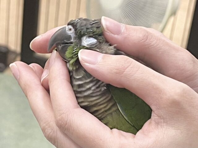 【🆙最新画像あり‼️】モコモコ甘えん坊💓💓 ホオミドリウロコインコ(ノーマル) ホオミドリウロコインコ