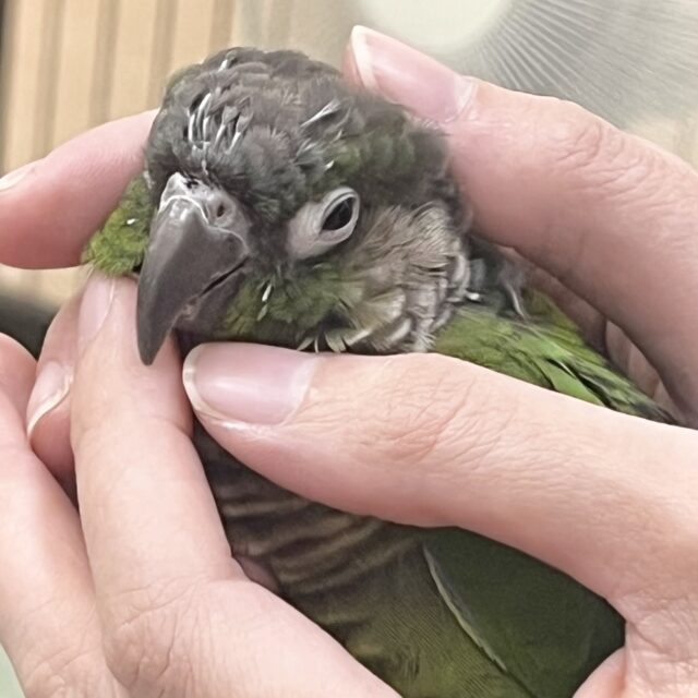 【🆙最新画像あり‼️】モコモコ甘えん坊💓💓 ホオミドリウロコインコ(ノーマル) 【🆙最新画像あり‼️】モコモコ甘えん坊💓💓 ホオミドリウロコインコ(ノーマル)