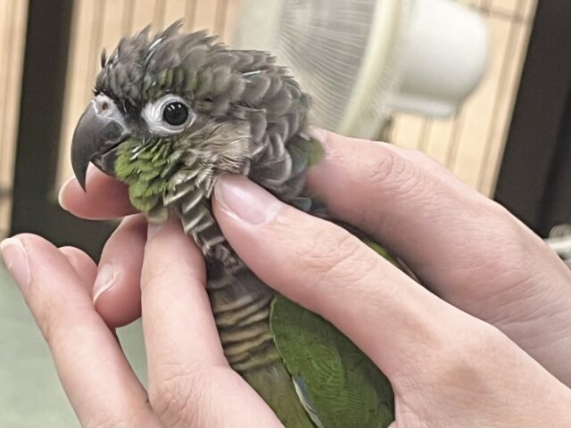 【🆙最新画像あり‼️】モコモコ甘えん坊💓💓 ホオミドリウロコインコ(ノーマル) ホオミドリウロコインコ