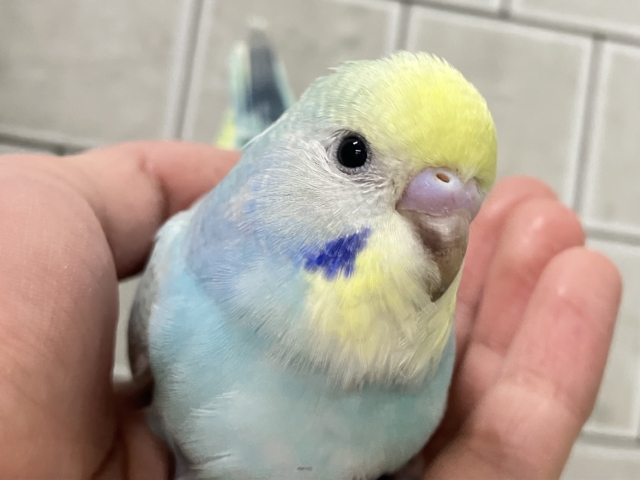 こころWAKWAK🌈⋆*突っ走レインボー💨セキセイインコ(パステルレインボー/2025年12月生まれ)