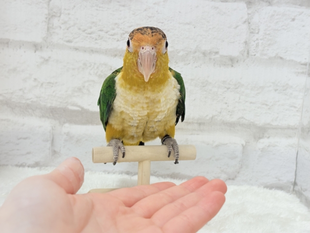 シロハラインコ