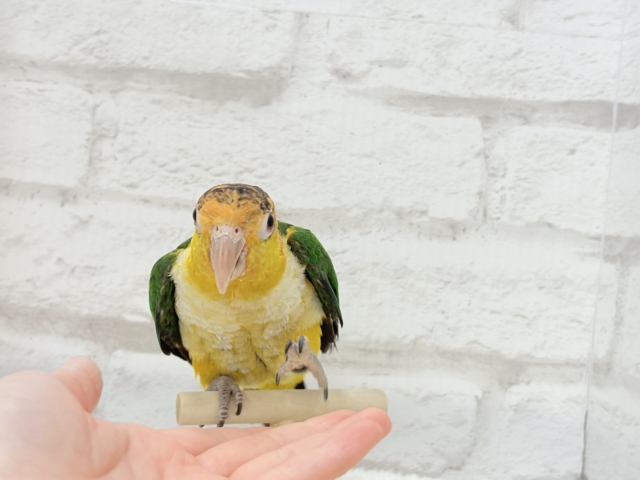 シロハラインコ