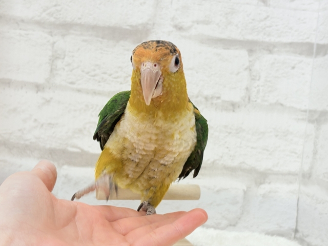 シロハラインコ