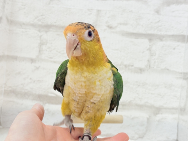 シロハラインコ