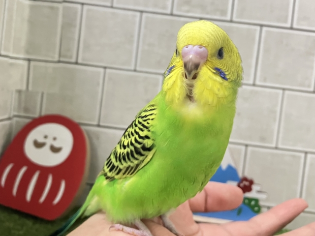 セキセイインコ