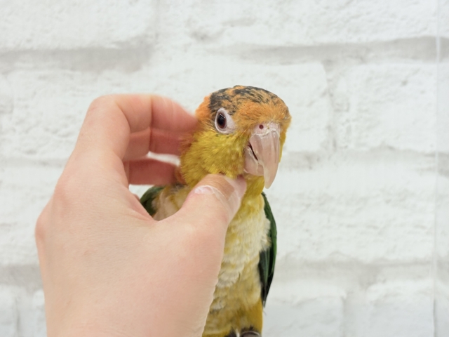 シロハラインコ