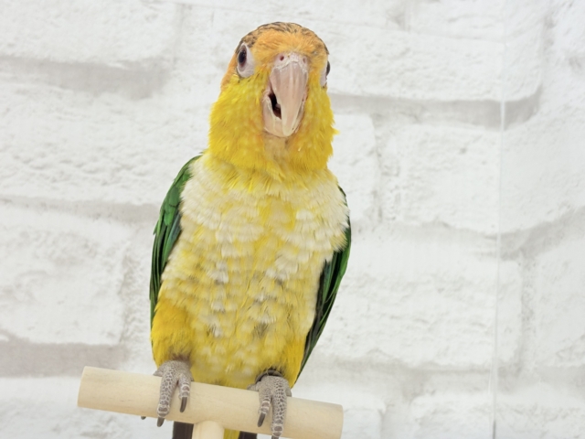 シロハラインコ