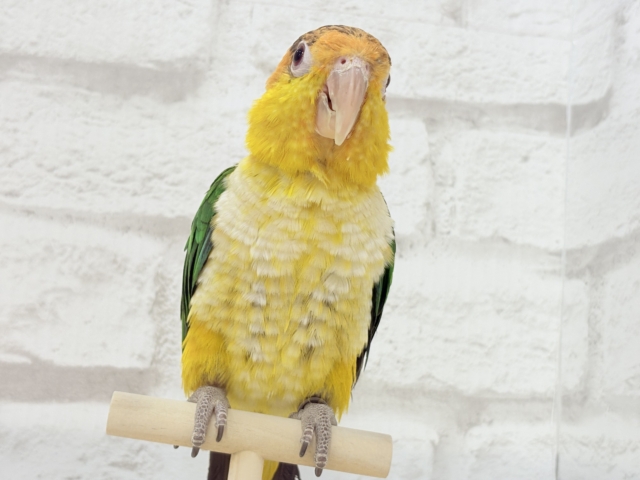 シロハラインコ