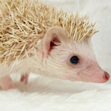 いがくりの中身は好奇心の塊さんっ🦔🪇ハリネズミ(シナモンパイド)女の子