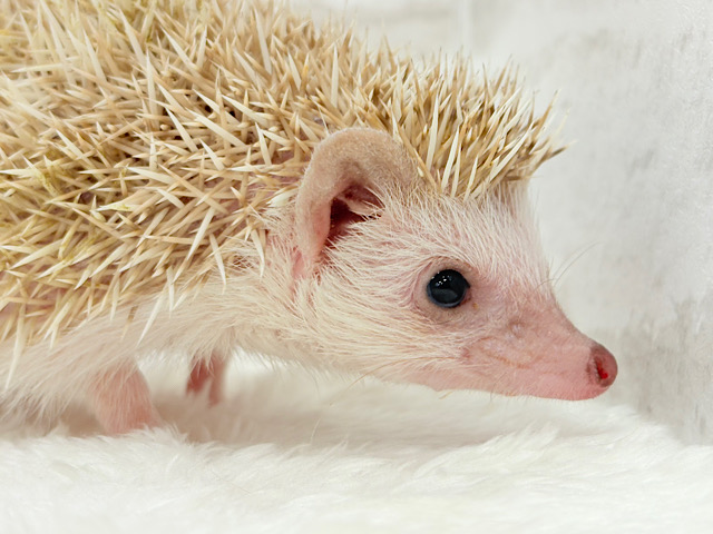 いがくりの中身は好奇心の塊さんっ🦔🪇ハリネズミ(シナモンパイド)女の子 いがくりの中身は好奇心の塊さんっ🦔🪇ハリネズミ(シナモンパイド)女の子