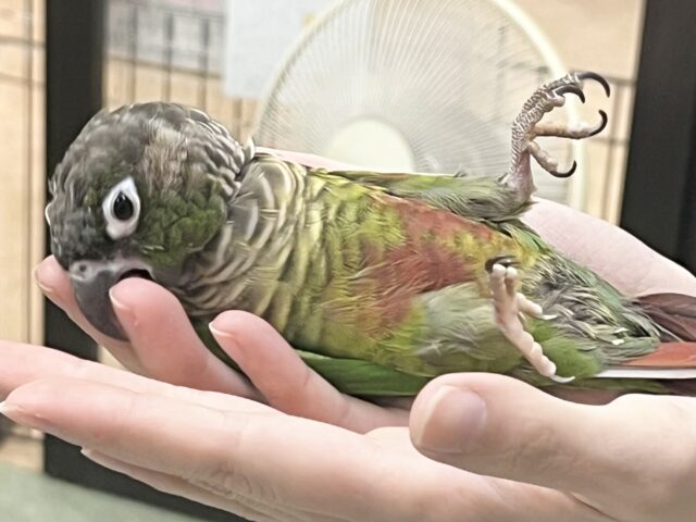 【🆙最新画像あり‼️】モコモコ甘えん坊💓💓 ホオミドリウロコインコ(ノーマル) ホオミドリウロコインコ