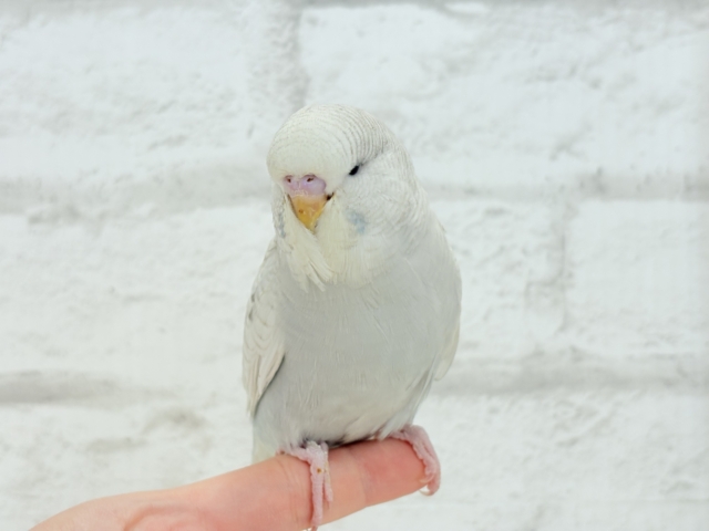 ジャンボセキセイインコ