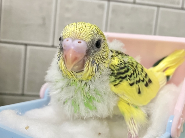 セキセイインコ