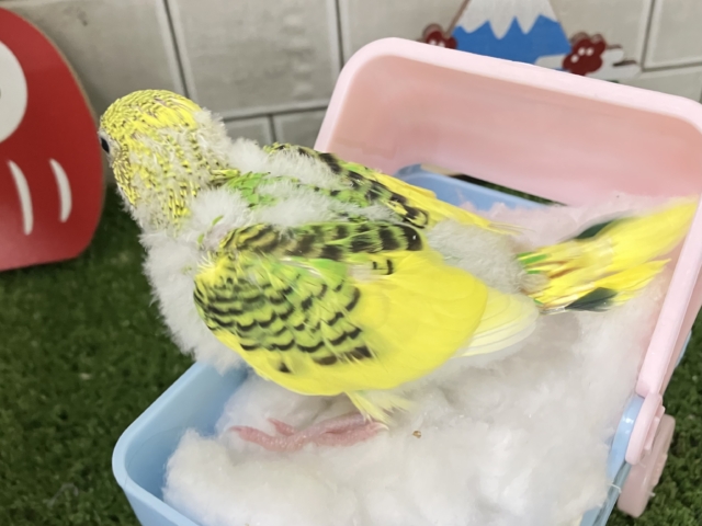 セキセイインコ