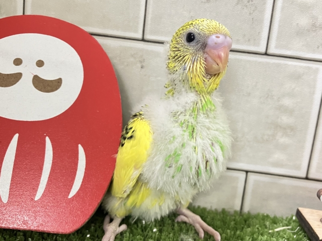 ヒカリが導く🗝✧*｡ピカピカ果実🍋💚🍏セキセイインコ(イエローパイド/2025年12月生まれ)
