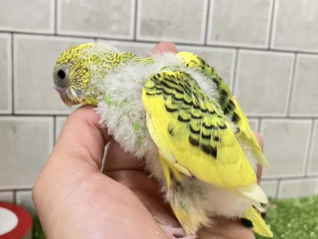 セキセイインコ