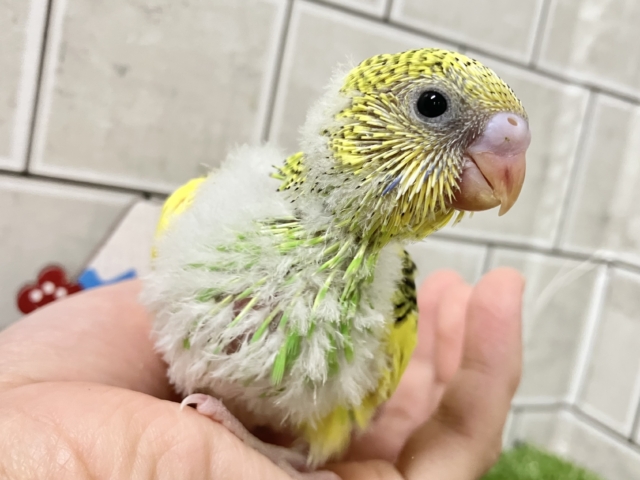 セキセイインコ