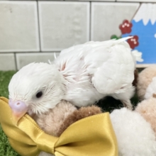 ゆどうふのキモチ♨あたたかみ〜🧡✧＊セキセイインコ(ダブルファクター/2025年12月生まれ)