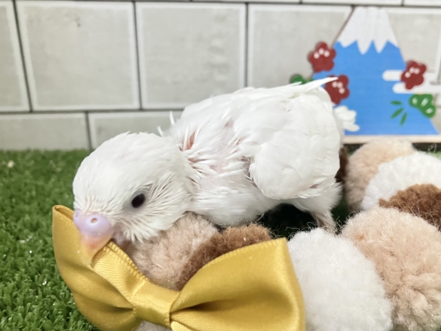 ゆどうふのキモチ♨あたたかみ〜🧡✧＊セキセイインコ(ダブルファクター/2025年12月生まれ)