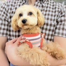 最新画像📸ハーフ犬（トイプードル×マルチーズ）女の子♪お散歩いつでも行けるよ！