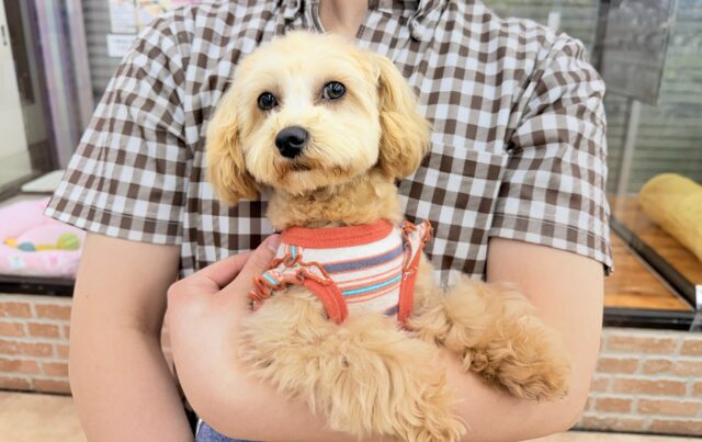 最新画像📸ハーフ犬（トイプードル×マルチーズ）女の子♪お散歩いつでも行けるよ！