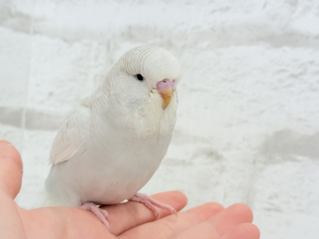 ジャンボセキセイインコ