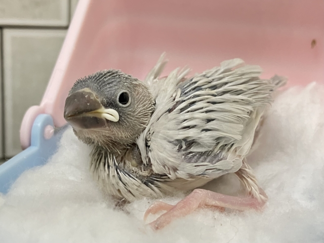 ✨最新画像✨白銀のツバサで🪽🩶ヨーソロー❕⚓️シルバー文鳥(2025年12月生まれ) シルバー文鳥