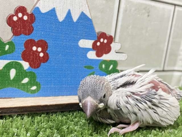 ✨最新画像✨白銀のツバサで🪽🩶ヨーソロー❕⚓️シルバー文鳥(2025年12月生まれ) シルバー文鳥