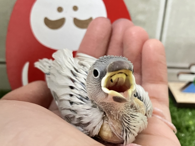 サツルノ　銀細工　SV925　雄鶏　長鳴鳥　フュギュリン　エナメル彩色　伊製 dentouhonpo_tko1713