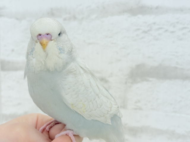 ジャンボセキセイインコ