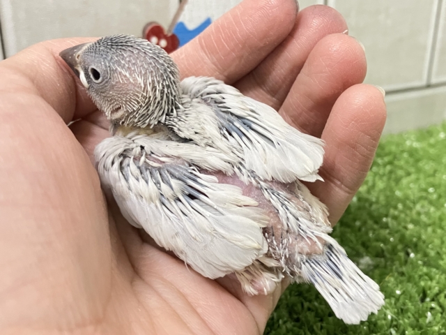 ✨最新画像✨白銀のツバサで🪽🩶ヨーソロー❕⚓️シルバー文鳥(2025年12月生まれ) シルバー文鳥